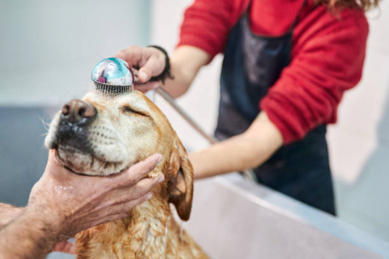 Contato de Banho e Tosa Próximo a Mim Santa Cruz - Banho em Gato Pet Shop