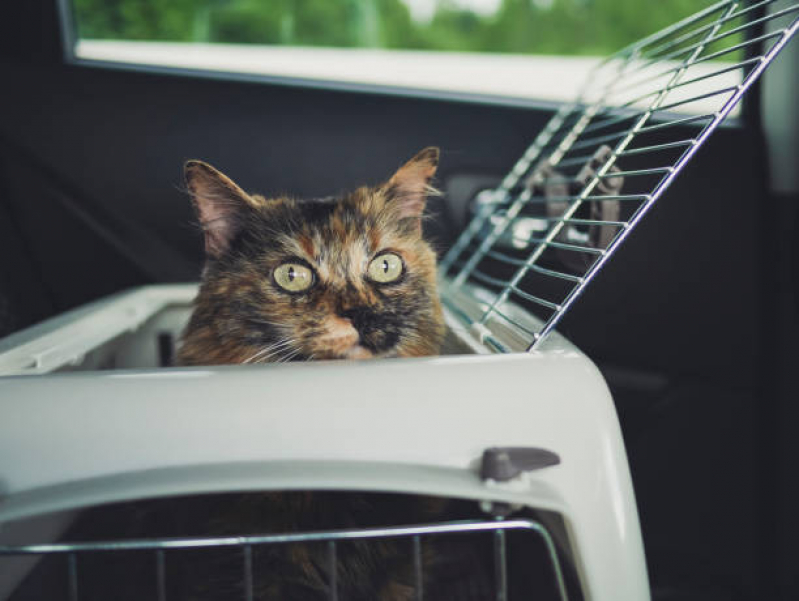 Contato de Banho em Gato Pet Shop Catanduvas de Dentro - Banho e Tosa Pet Shop