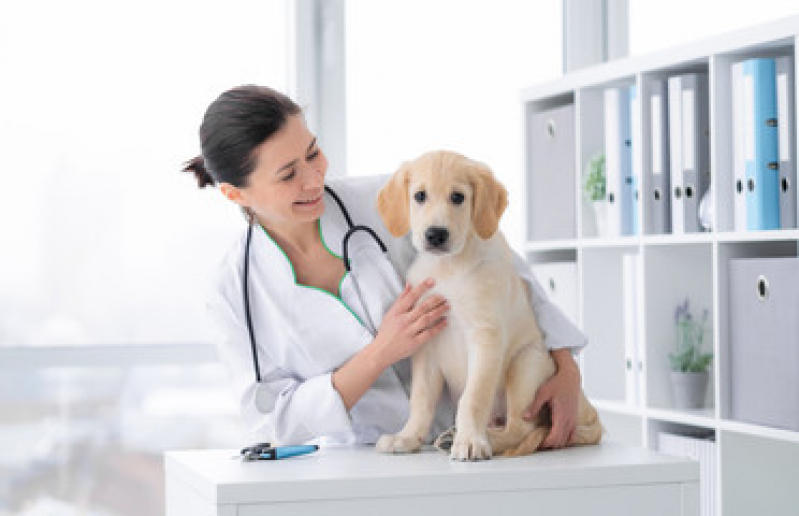 Contato de Clínica Veterinária 24h Próximo de Mim Chapada - Clínica de Cachorros 24 Horas