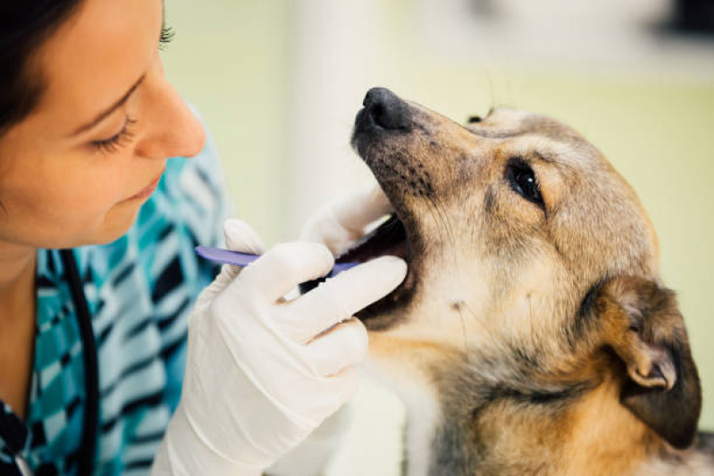 Contato de Clínica Veterinária de Emergência Palmeira - Clínica Veterinária de Cães e Gatos