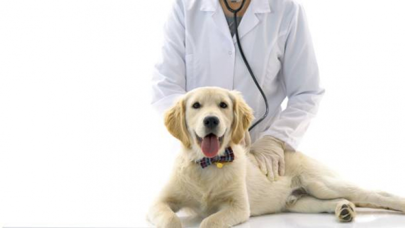 Contato de Clínica Veterinária Especializada em Cães e Gatos Jardim Carvalho - Clínica com Atendimento Veterinário