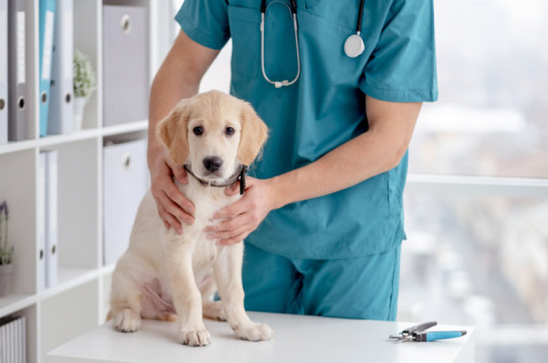 Contato de Clínica Veterinária para Cães Idosos Estrela - Clínica Veterinária Oftalmologia