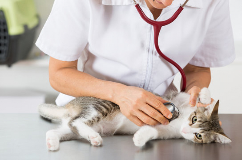 Contato de Clínica Veterinária para Gato Rio das Areias - Clínica Veterinária para Gato