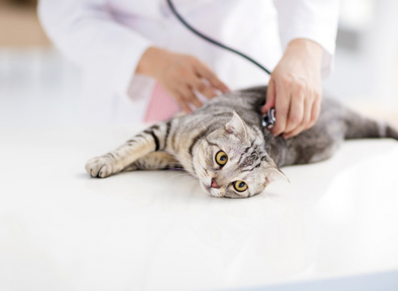 Contato de Clínica Veterinária para Ortopedia Telêmaco Borba - Clínica Veterinária para Gato