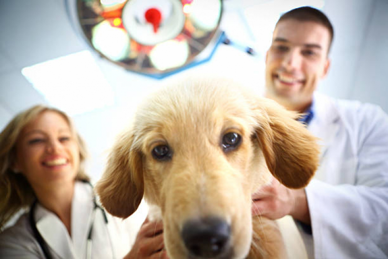 Contato de Clínica Veterinária Popular Santa Cruz - Clínica Veterinária de Cães e Gatos