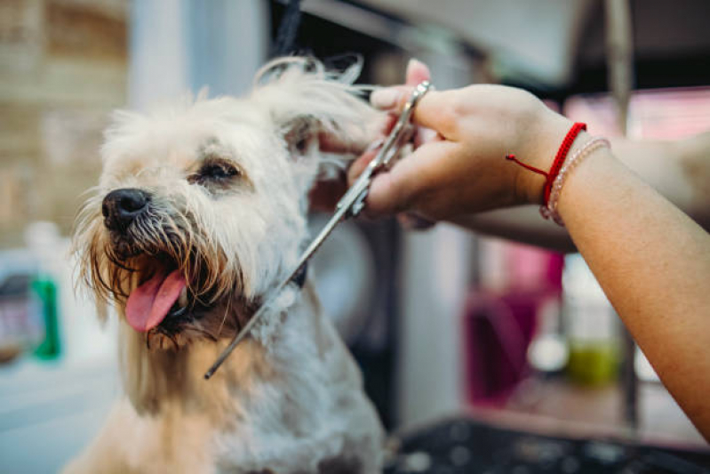 Contato de Pet Shop Perto de Mim Banho e Tosa Órfãs - Banho e Tosa para Cachorro