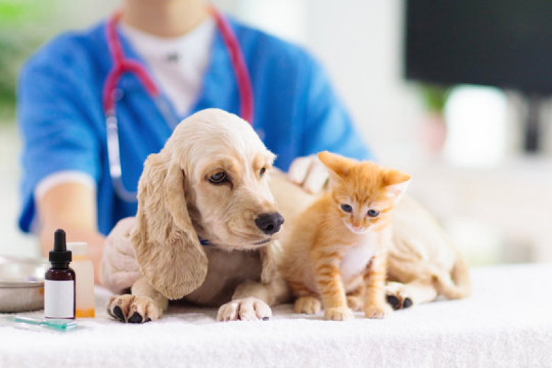 Dermatologista de Animais Contato Oficinas - Dermatologista para Gato