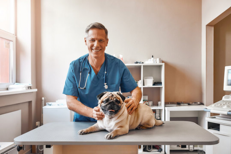 Dermatologista de Animais Olarias - Dermatologista para Cachorro