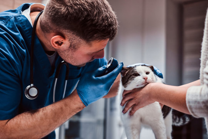 Dermatologista para Animais Contato Telêmaco Borba - Dermatologista para Gato