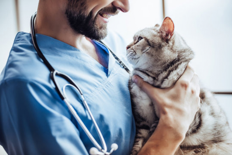 Dermatologista para Animais Sete Saltos - Dermatologista para Gatos e Cachorro