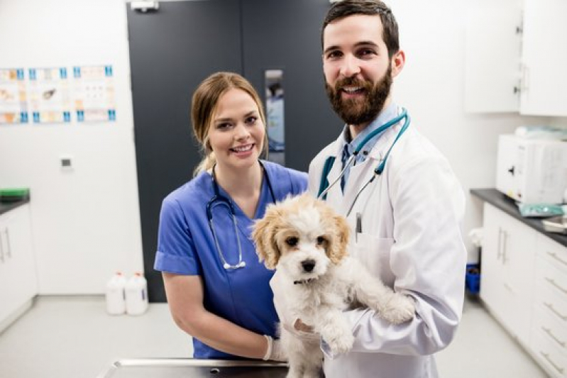 Dermatologista para Cachorro Contato Nova Rússia - Dermatologista para Animais