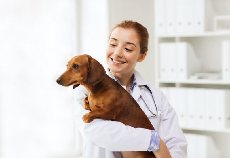 Dermatologista para Cachorro Lontrão - Dermatologista de Animais