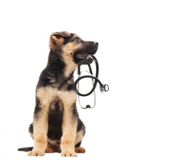 Dermatologista para Cachorros Contato Chapada - Dermatologista para Animais