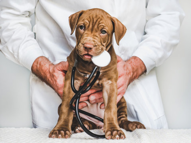 Dermatologista para Cães e Gatos Contato Chapada - Dermatologista para Cachorros