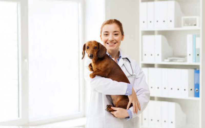 Dermatologista para Gato Palmeira - Dermatologista para Cachorros