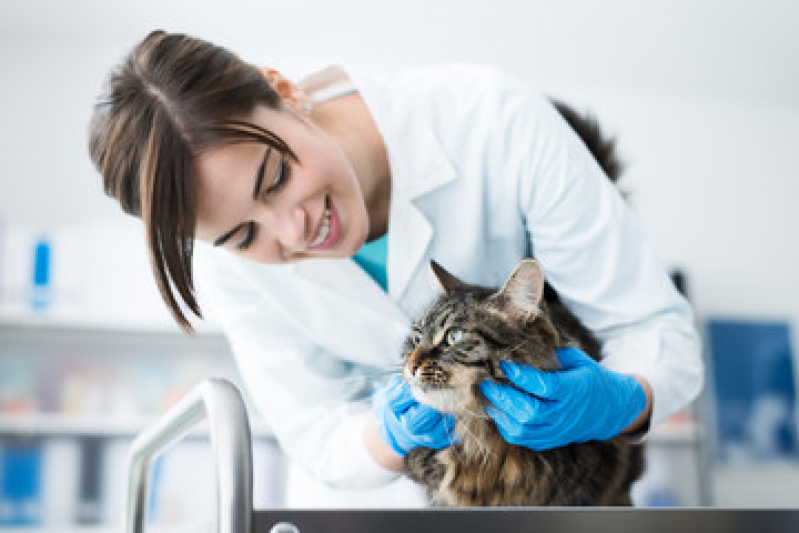Dermatologista para Pet Proxímo de Mim Três Córregos - Dermatologista de Gatos