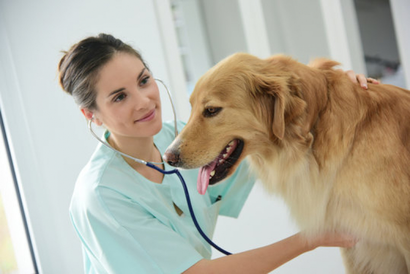 Endereço de Clínica Veterinária 24hs Passo do Pupo - Clínica de Cachorro 24 Horas