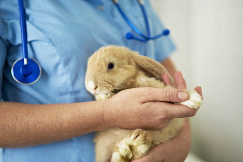 Endereço de Clínica Veterinária Especializada em Cães e Gatos Três Pontões - Clínica Veterinária Emergencial