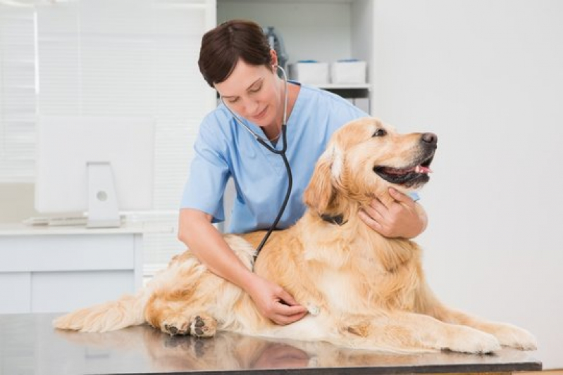Endereço de Clínica Veterinária Especializada em Nutrição Santa Cruz - Clínica Veterinária para Cães Idosos