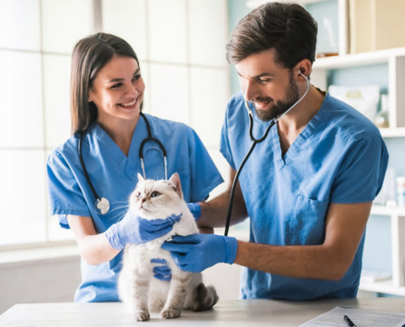 Endereço de Clínica Veterinária para Cachorro Carambeí - Clínica Veterinária para Gatos Idosos