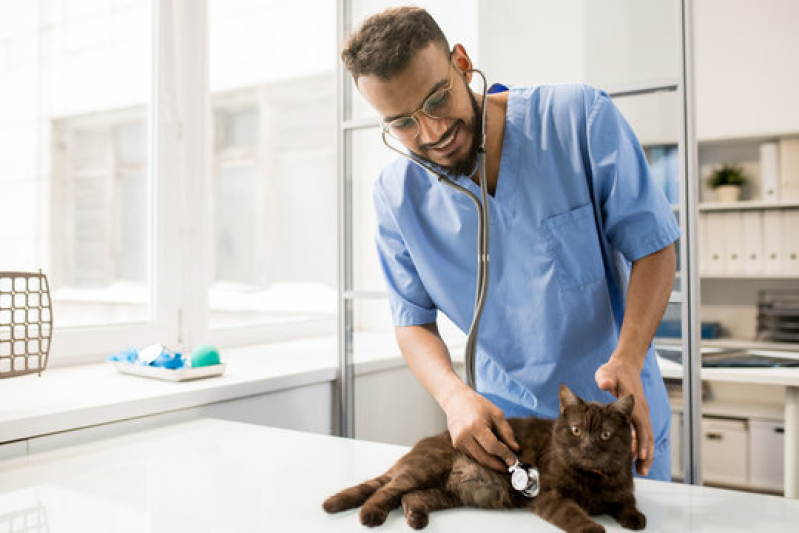 Endereço de Clínica Veterinária para Cães São Brás - Clínica Veterinária para Gato