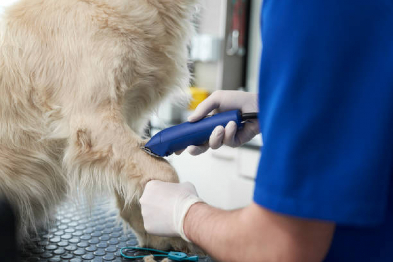 Endereço de Clínica Veterinária Perto de Mim Taquaruçu - Clínica Veterinária de Cães e Gatos