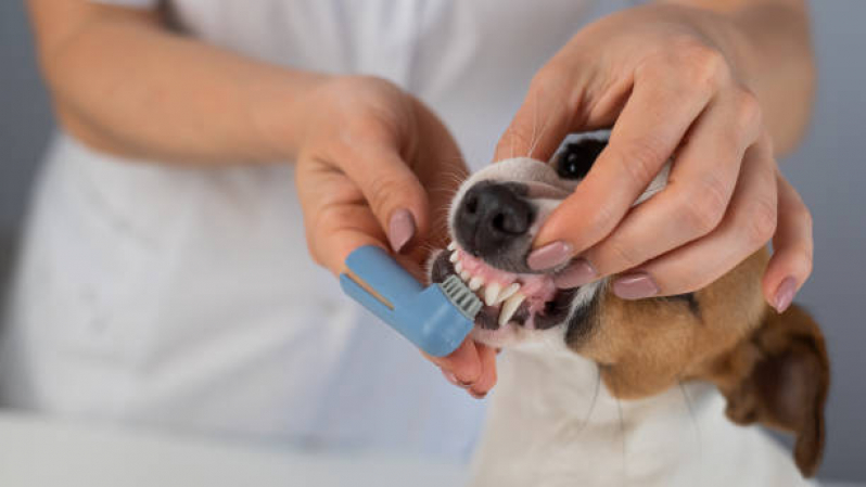 Endereço de Clínica Veterinária Próxima São Brás - Clínica Veterinária de Cães e Gatos