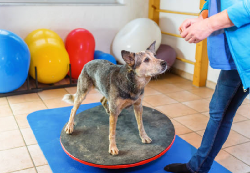 Fisioterapeuta para Cachorro Agendar Encruzilhada - Fisioterapia para Coluna de Cachorro