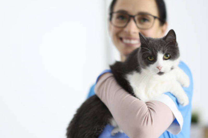 Fisioterapeuta para Gato Agendar Chapada - Fisioterapia para Gatos com Problemas Renais