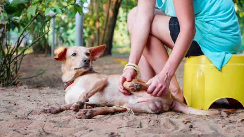 Fisioterapia de Cachorro Agendar Taquaia - Fisioterapia em Animais