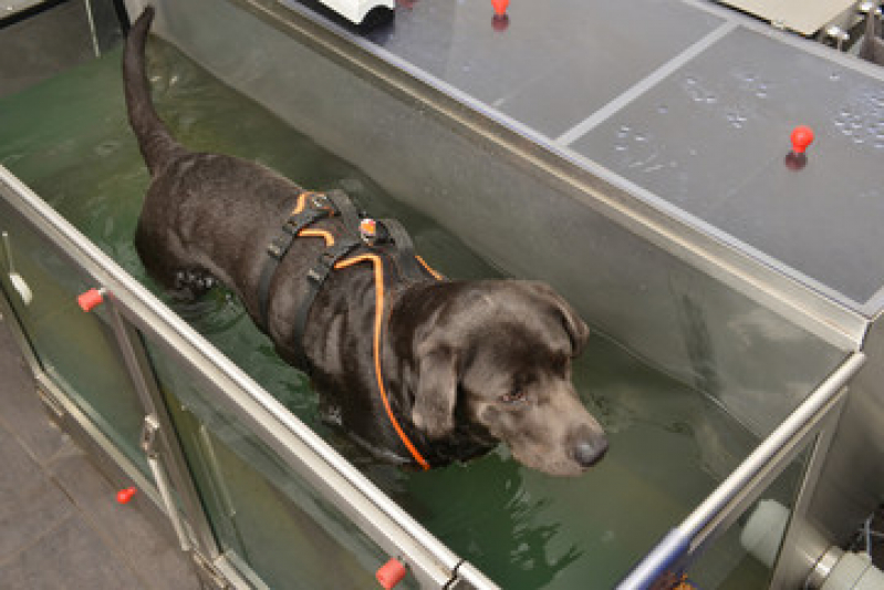 Fisioterapia de Cachorro Rio das Areias - Fisioterapia para Animais de Pequeno Porte