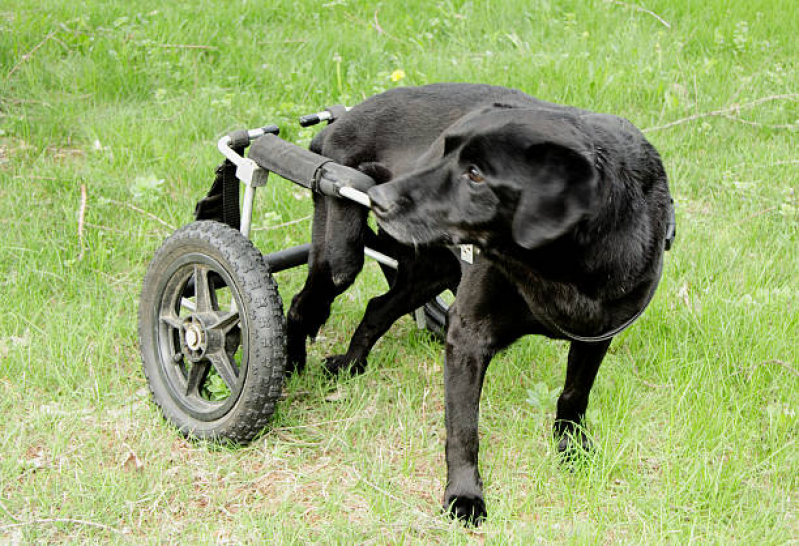 Fisioterapia e Reabilitação Animal Agendar São Brás - Fisioterapia para Cachorro de Médio Porte
