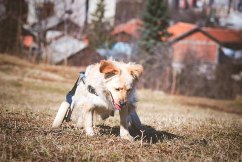 Fisioterapia e Reabilitação Animal Neves - Fisioterapia para Cachorro de Médio Porte