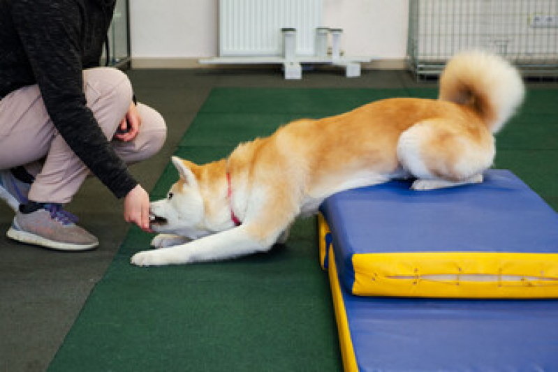 Fisioterapia em Animais de Grande Porte Agendar Estrela - Fisioterapia e Reabilitação Animal