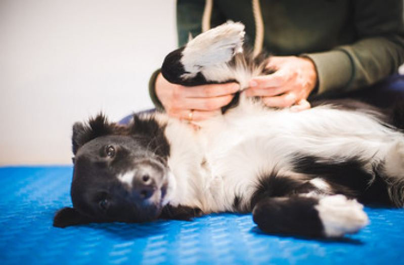 Fisioterapia em Animais de Grande Porte Marcar Catanduvas de Dentro - Fisioterapia para Cachorro