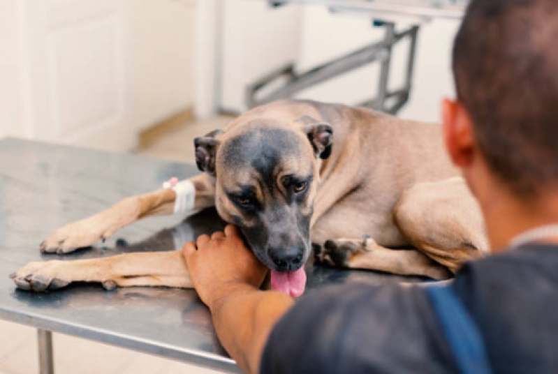 Fisioterapia em Cachorro Telefone Três Pontões - Fisioterapia para Coluna de Cachorro