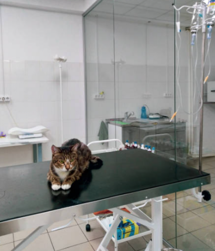 Fisioterapia em Gato Agendar Carambeí - Fisioterapia para Gatos com Problemas Renais