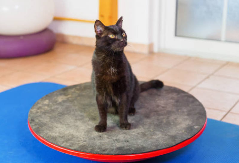 Fisioterapia em Gato Marcar Florestal - Fisioterapia para Gato Paraplégico