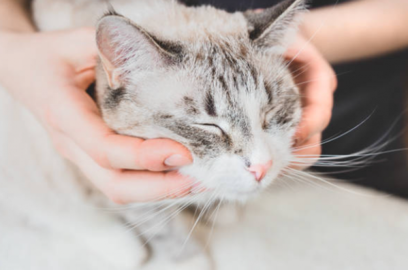 Fisioterapia em Gato Biscaia - Fisioterapia para Gatos com Problema Renal