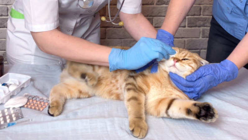 Fisioterapia em Gatos Marcar Órfãs - Fisioterapia para Gatos Paraplégicos