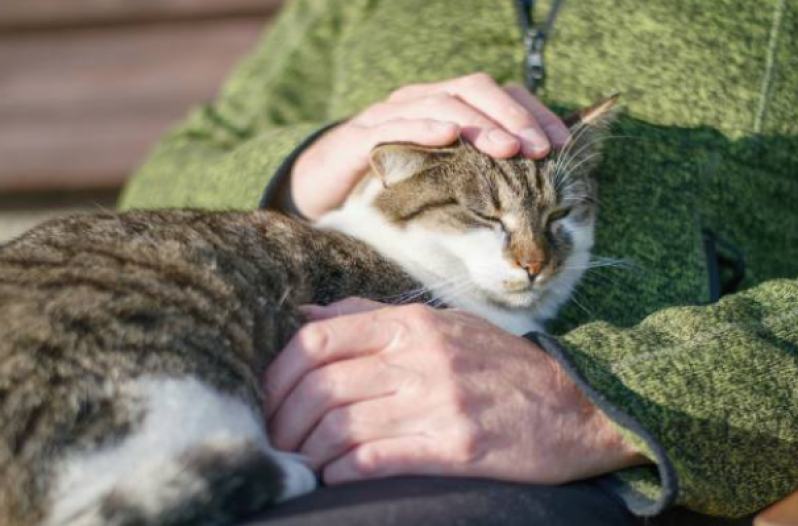 Fisioterapia em Gatos Centro - Fisioterapia para Gatos com Problema Renal