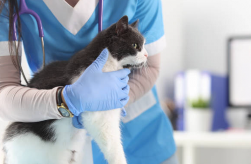 Fisioterapia Gatos Marcar Contorno - Fisioterapeuta para Gato