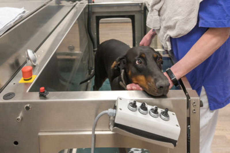 Fisioterapia para Animais de Pequeno Porte Agendar Lontrão - Fisioterapia para Cachorro