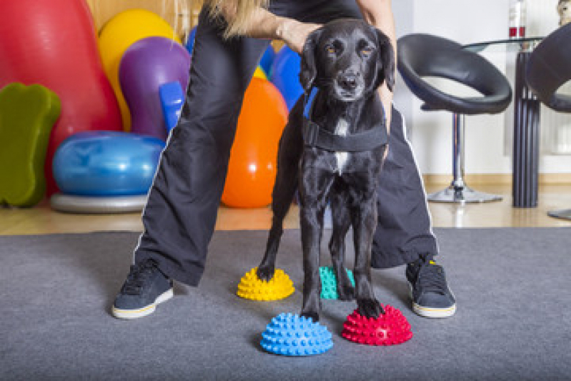 Fisioterapia para Animais de Pequeno Porte Pugas de Cima - Fisioterapia para Cachorro de Médio Porte