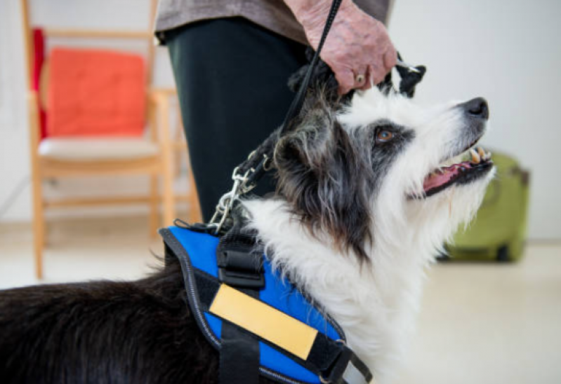 Fisioterapia para Cachorro com Displasia Agendar Palmeira - Fisioterapia para Cão