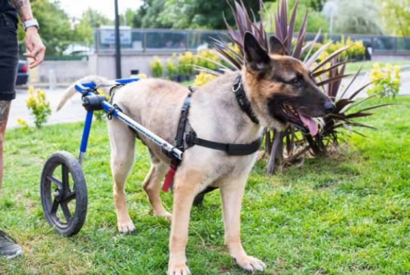 Fisioterapia para Cachorro com Displasia Santa Cruz - Fisioterapia em Cachorro