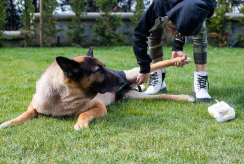 Fisioterapia para Cachorro de Grande Porte Agendar Sete Saltos - Fisioterapia para Cachorro com Artrose