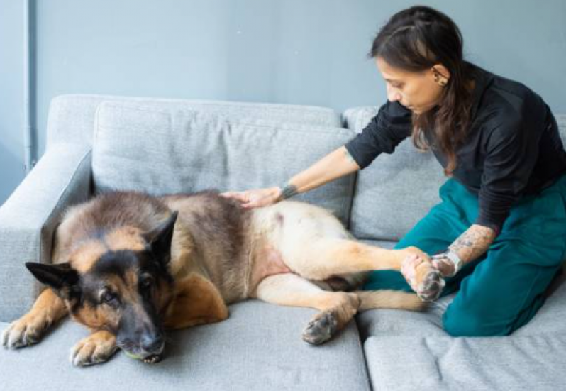 Fisioterapia para Cachorro de Grande Porte Telefone Catanduvas de Dentro - Fisioterapia para Cão