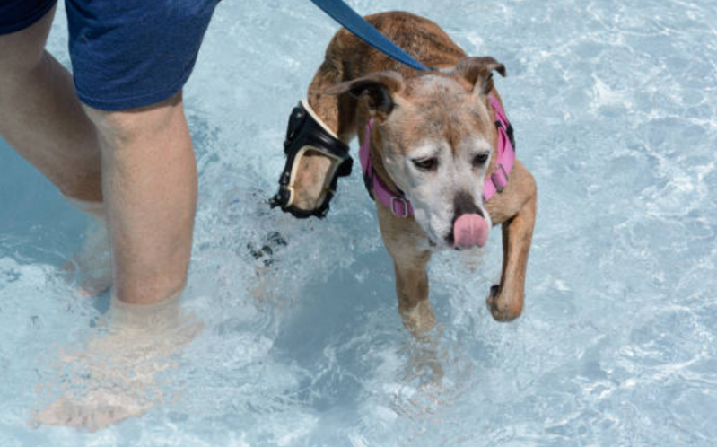Fisioterapia para Cachorro de Grande Porte Abapã - Fisioterapia para Cães com Hérnia de Disco