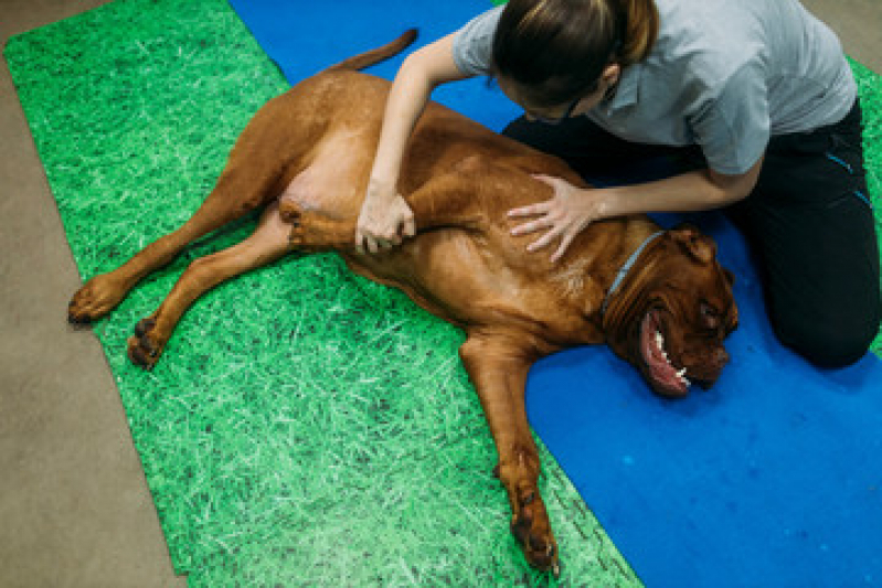 Fisioterapia para Cachorro de Médio Porte Agendar Sete Saltos - Fisioterapia para Cachorro de Médio Porte
